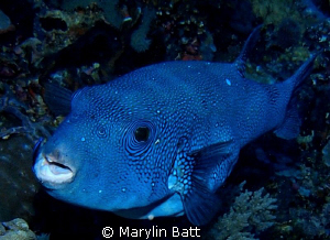 Beautiful blue puffer by Marylin Batt 
